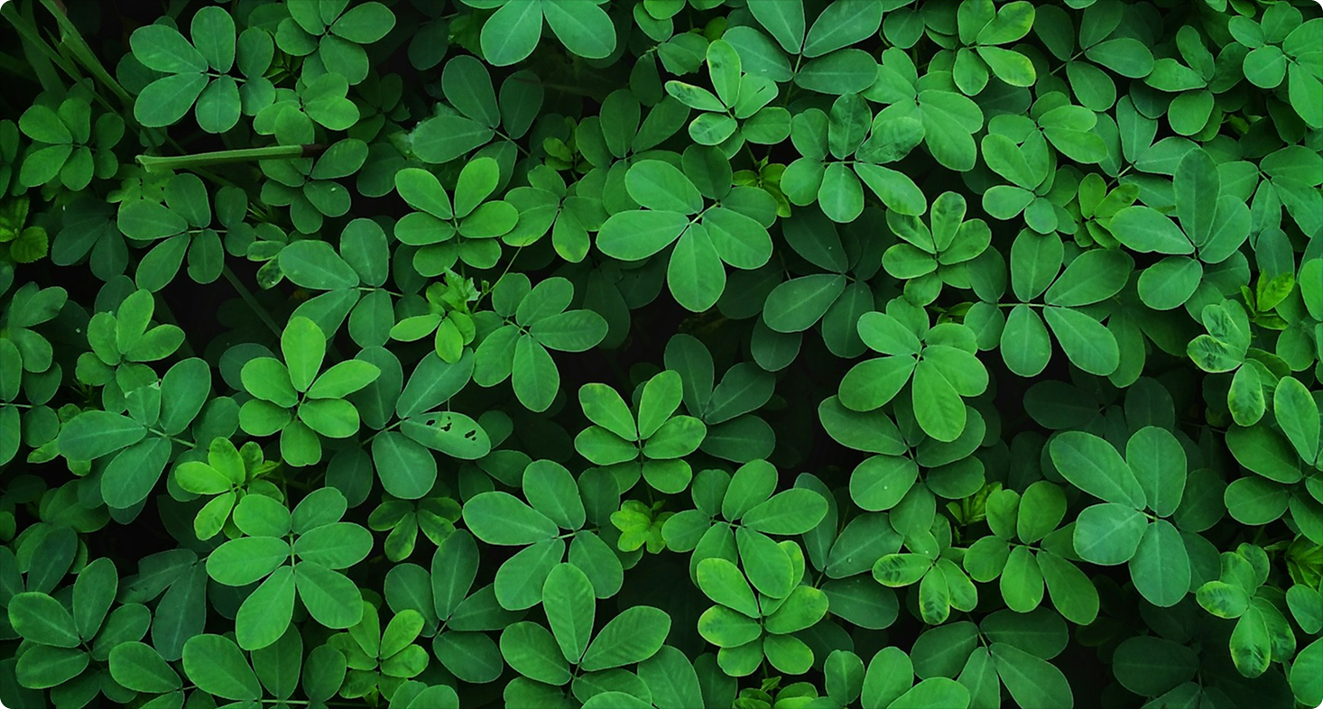 Leaves Background